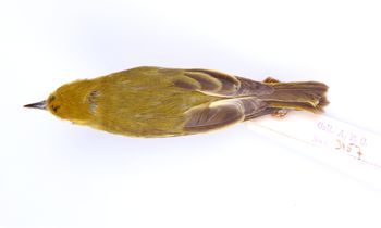 Media type: image;   Ornithology 324139 Description: Dendroica petechia;  Aspect: dorsal